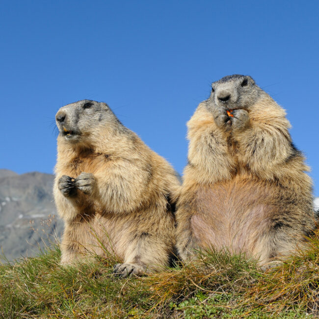 Le Pratz - Praz-sur-arly - Marmottes
